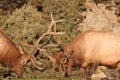 Bull Elk Fighting Close Up Royalty Free Stock Photo