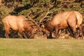 Bull Elk Fighting Royalty Free Stock Photo