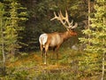 Bull Elk in forest Royalty Free Stock Photo