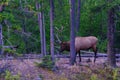 Rocky Mountain Elk, Royal Bull 7 x 7
