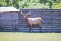 Bull Elk - Full body front view of a strong mature bull elk in National Park