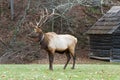 Bull Elk with Full Rack in Cataloochee Valley in the Smoky Mount