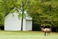 A bull elk with georgous antlers stays alert. Royalty Free Stock Photo