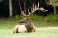 A bull elk with georgous antlers stays alert.