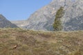 Bull Elk in Grand Teton National Park in Autumn Royalty Free Stock Photo