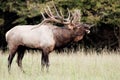 Bull Elk with grass on his antlers. Royalty Free Stock Photo