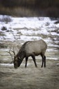 Bull Elk grazing in a meadow in Rocky Mountain National Park Royalty Free Stock Photo