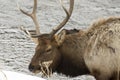 Elk on river in Yellowstone National Park Royalty Free Stock Photo