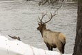 Elk standing on river in Yellowstone National Park Royalty Free Stock Photo