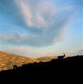 Bull elk grazing at sunrise, Rocky Mountain National Park, Colorado Royalty Free Stock Photo