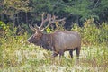 A bull elk with large antlers walks through grass. Royalty Free Stock Photo