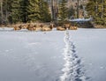 Plath Leading to a Bull Elk (Cervus canadensis) Resting with his Harem