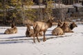 Bull Elk (Cervus canadensis) Standing beside His Harem Royalty Free Stock Photo