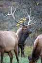 Bull Elk Harem Royalty Free Stock Photo