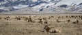 Bull elk and elk herd in national elk refuge in yellow grassland Royalty Free Stock Photo