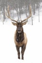 A Bull Elk isolated against a white background walking in the winter snow in Canada Royalty Free Stock Photo