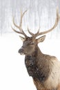 A Bull Elk isolated against a white background walking in the winter snow in Canada Royalty Free Stock Photo