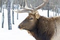 A Bull Elk isolated against a white background walking in the winter snow in Canada Royalty Free Stock Photo