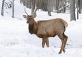 A Bull Elk isolated against a white background walking in the winter snow in Canada Royalty Free Stock Photo