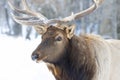 A Bull Elk isolated against a white background walking in the winter snow in Canada Royalty Free Stock Photo