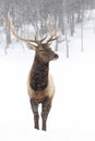 A Bull Elk isolated against a white background walking in the winter snow in Canada Royalty Free Stock Photo