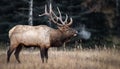 Elk in Jasper Canada Royalty Free Stock Photo