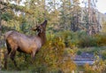 Bull Elk in Jasper National Park Royalty Free Stock Photo