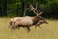 A bull elk keeping track of his female. Royalty Free Stock Photo