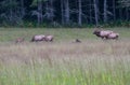 Bull Elk Keeping Watch over Harem