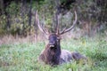 A bull elk lying in green grass. Royalty Free Stock Photo