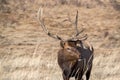 Bull elk with large antlers closeup in Colorado Rocky Mountains Royalty Free Stock Photo