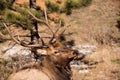 Bull Elk closeup laying in morning sun