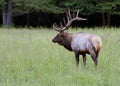 Bull Elk with large antlers in a field of green grass. Royalty Free Stock Photo