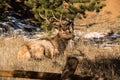 Bull elk with large antlers laying down on grass in Colorado Royalty Free Stock Photo