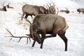 Bull Elk with Large Antlers Royalty Free Stock Photo
