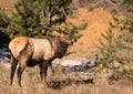 Bull elk with large antlers standing in morning sun in Colorado Royalty Free Stock Photo