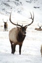 Bull Elk with Large Antlers Standing Royalty Free Stock Photo