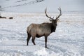 Bull Elk with Large Antlers standing in Snow Royalty Free Stock Photo