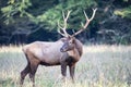 A bull elk with large antlers stands looking at the camera. Royalty Free Stock Photo