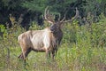 A bull elk with large antlers walks through grass. Royalty Free Stock Photo