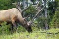 Bull Elk Large Rack Royalty Free Stock Photo