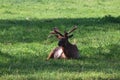 Bull Elk watching his harem Royalty Free Stock Photo