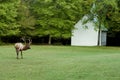 A bull elk and a little white church. Royalty Free Stock Photo