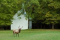 A bull elk and a little white church.