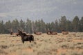 Bull Elk Look at Female Moose Royalty Free Stock Photo