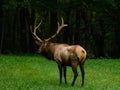 Bull Elk Looks Back At Camera Royalty Free Stock Photo