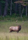 Bull Elk Looks at Camera Royalty Free Stock Photo