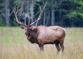 Bull Elk Looks at Camera Medium Royalty Free Stock Photo