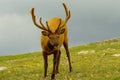 A bull elk looks up