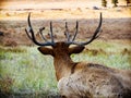 Bull Elk, lying down, looking out at harem Royalty Free Stock Photo